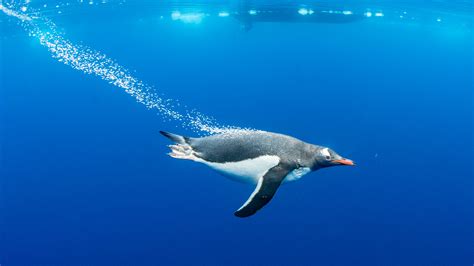 how fast do penguins swim? how might their swimming speed be influenced by the weather conditions?